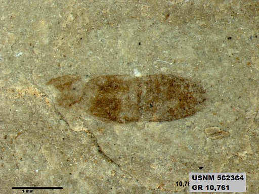 Insecta