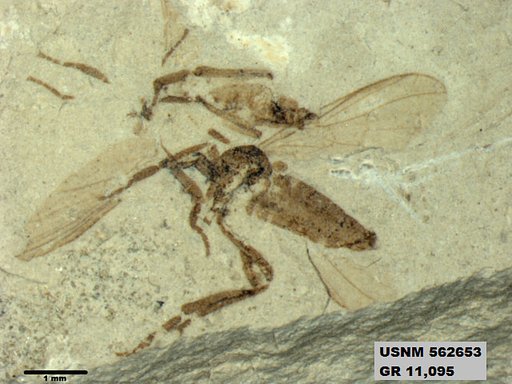 Insecta