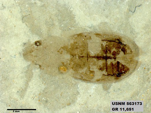 Insecta