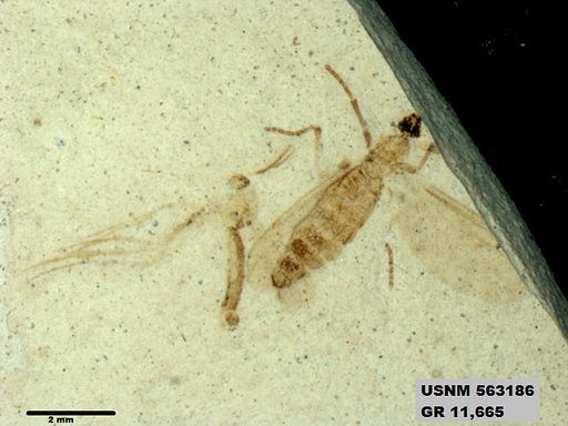 Insecta
