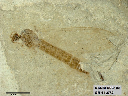 Insecta