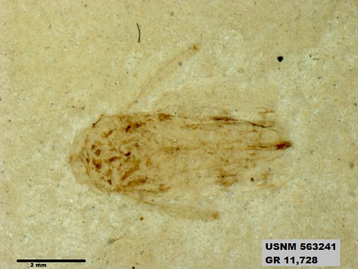 Insecta