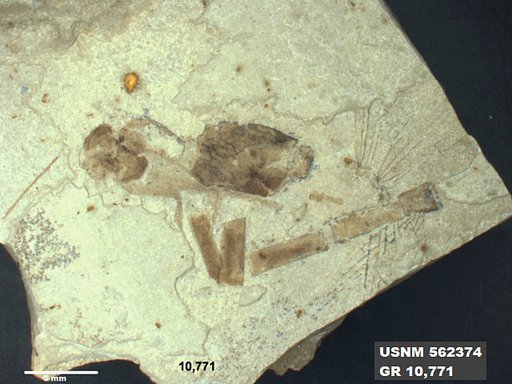 Insecta