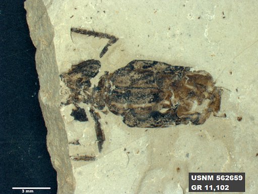 Insecta