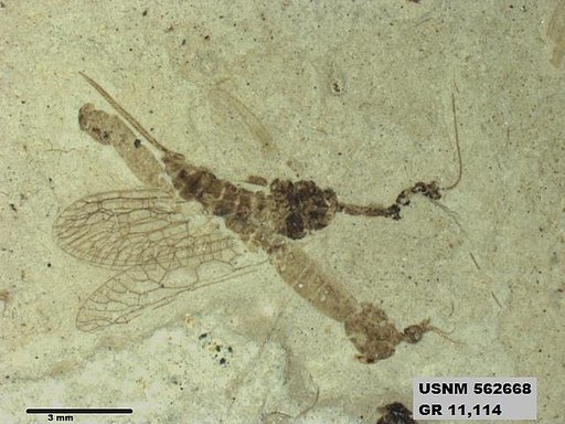 Insecta