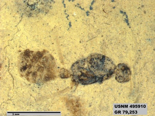 Eoformica pinguis