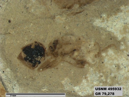 Dolichoderus kohlsi