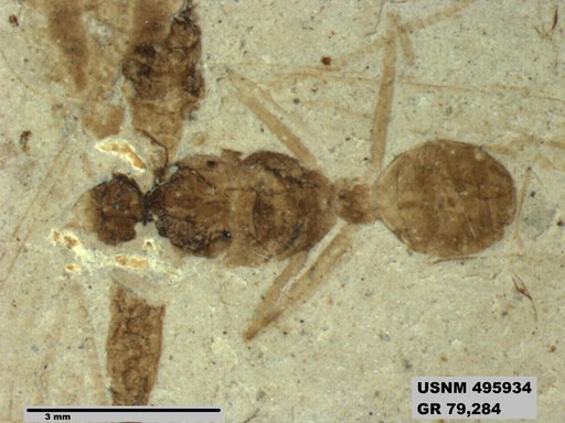 Eoformica pinguis