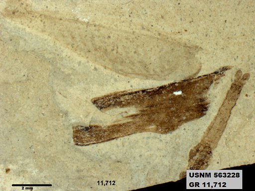 Insecta