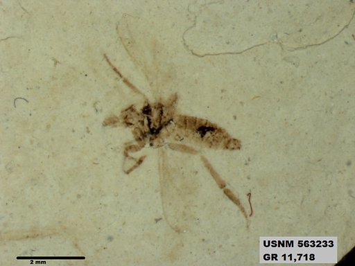 Insecta