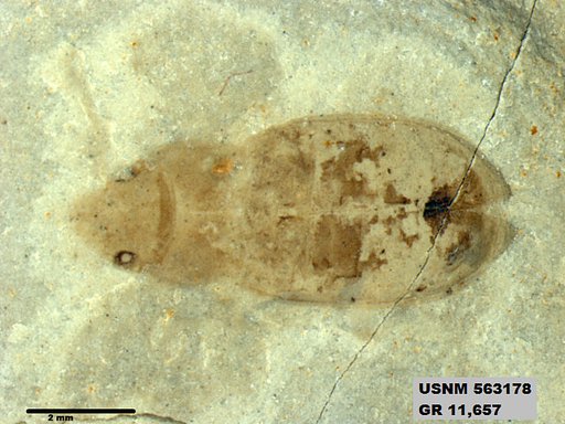 Insecta