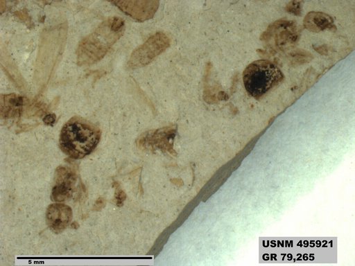 Dolichoderus kohlsi