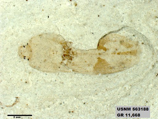 Insecta