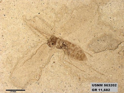 Insecta