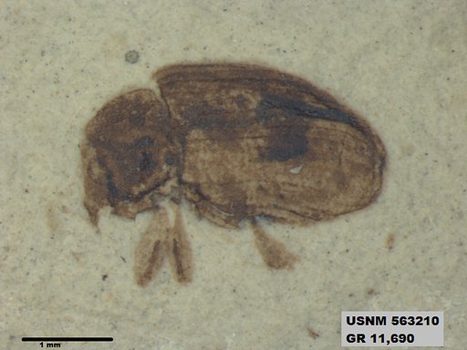 Insecta