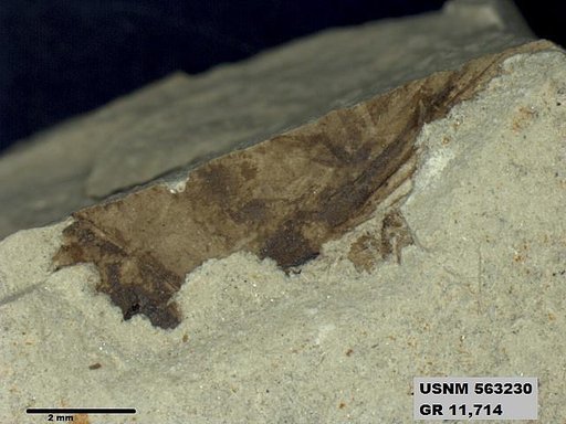 Insecta