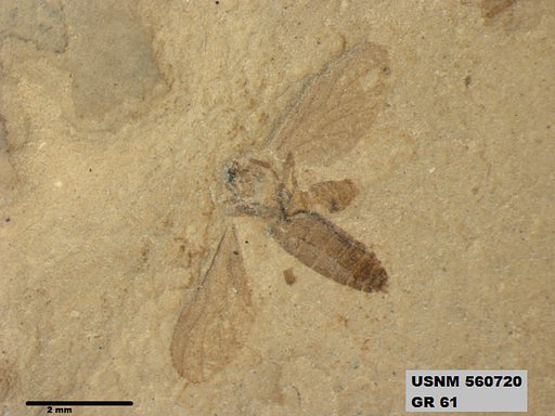 Insecta