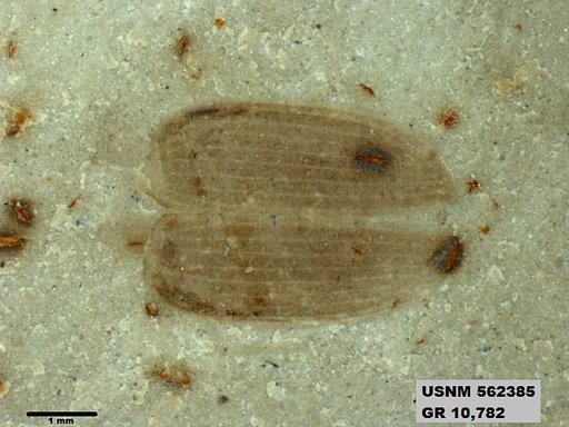 Insecta