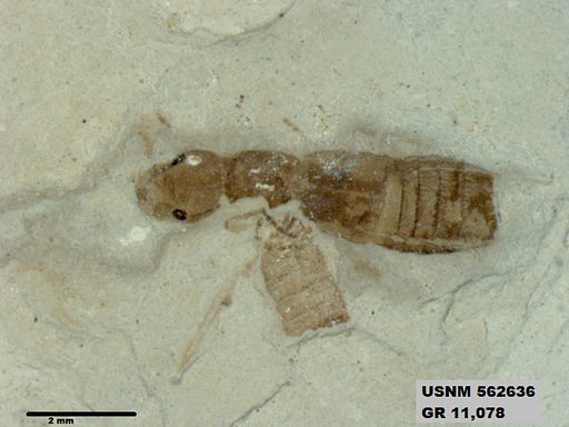 Genus sp