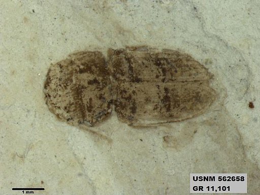 Insecta
