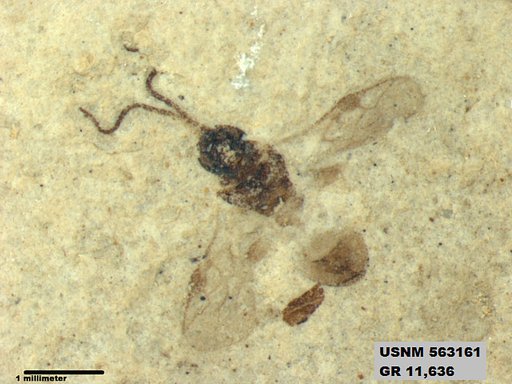 Insecta