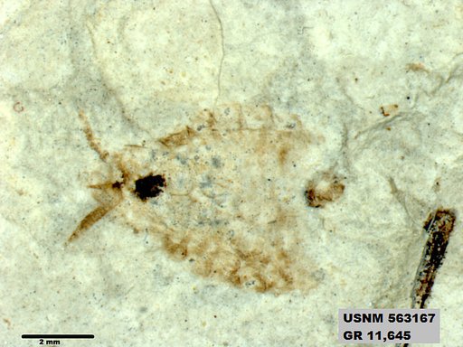 Insecta