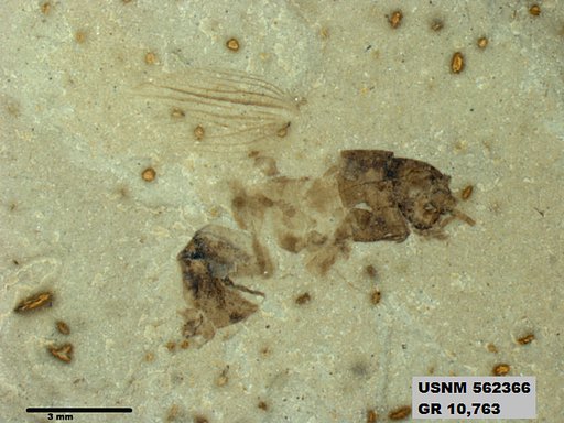 Insecta