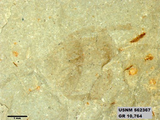 Insecta