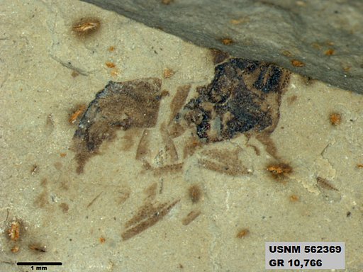 Insecta