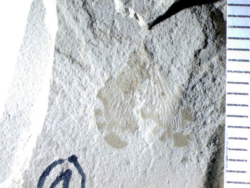 Genus sp