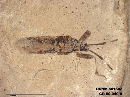 Genus sp