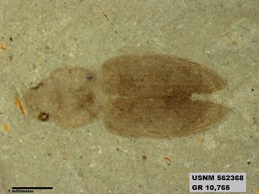 Insecta