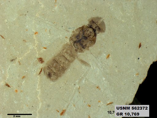 Insecta