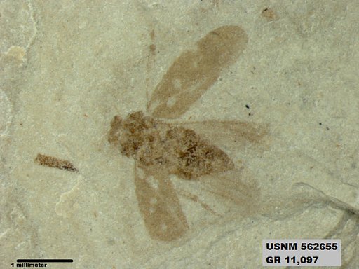 Insecta