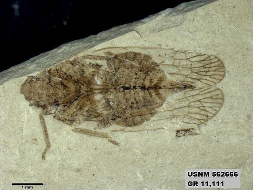 Insecta