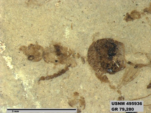 Dolichoderus kohlsi