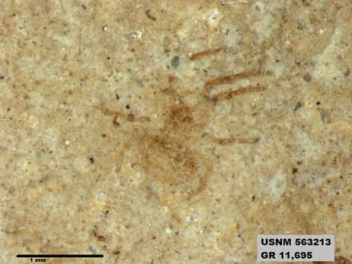 Insecta