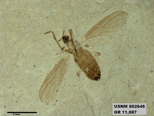 Insecta