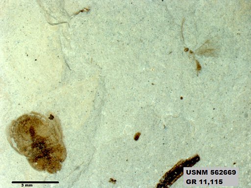 Insecta