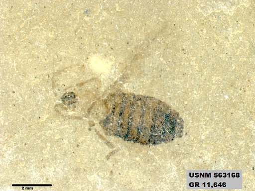 Insecta