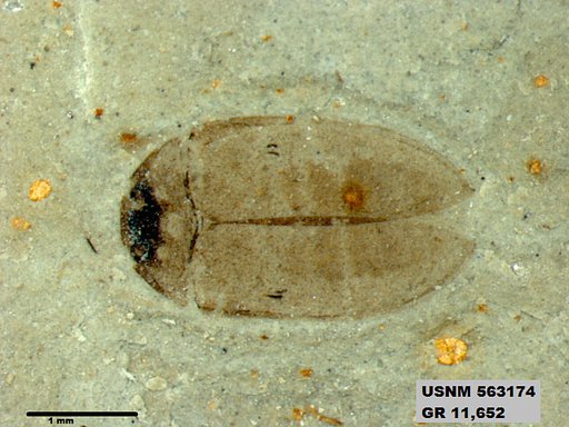 Insecta
