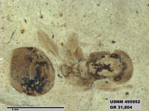 Dolichoderus kohlsi