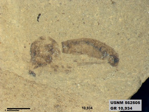 Insecta