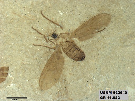 Insecta