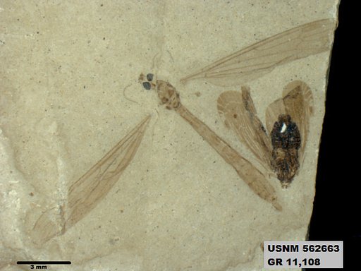 Insecta