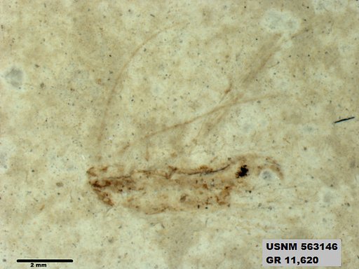 Insecta