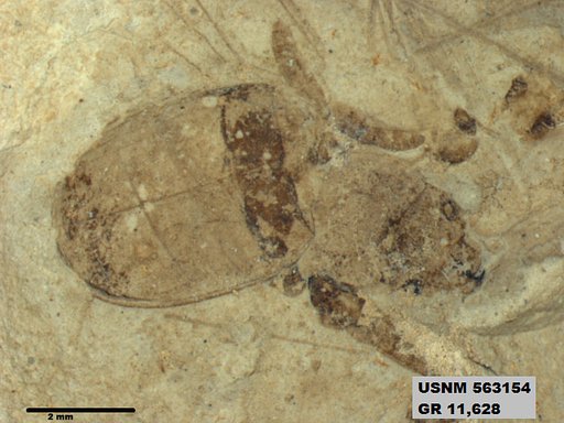 Insecta
