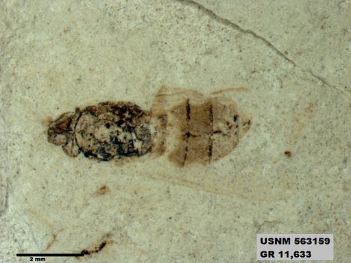 Insecta