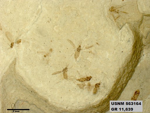 Insecta