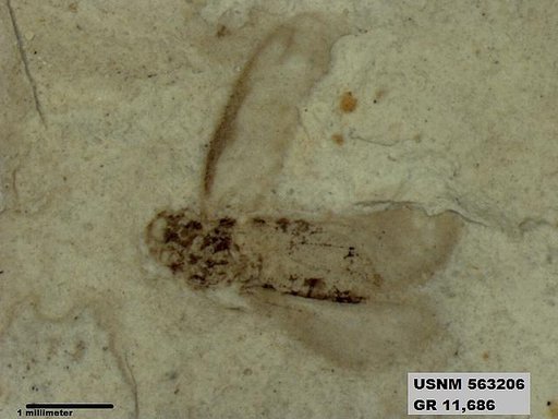Insecta